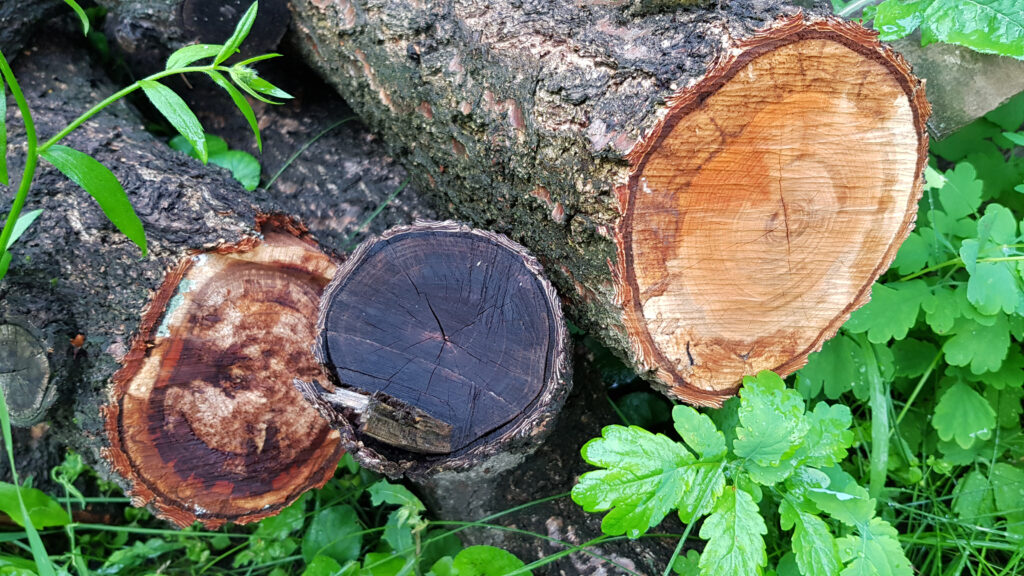 Govt to axe coal and wet wood for domestic heat Heating and