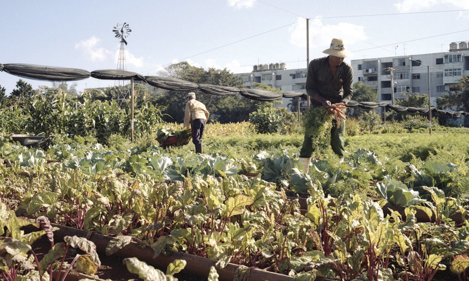 Cuba’s Urban Farming Revolution How to Create SelfSufficient Cities