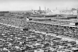 Union Stockyards, Chicago, 1947