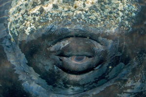 Whale eye The ocean's skin