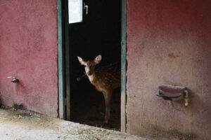 George monbiot interview rewilding feral architectural review crop