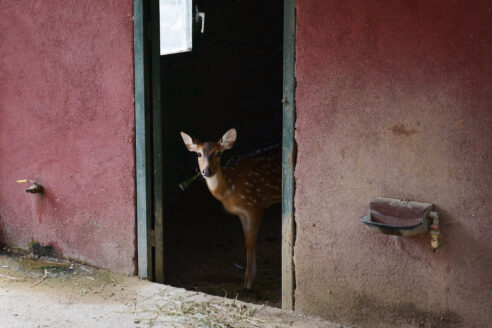 George monbiot interview rewilding feral architectural review crop