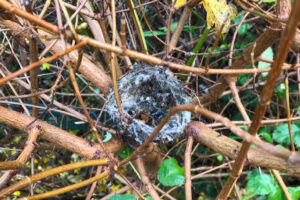 Tom de paor nest architectural review index