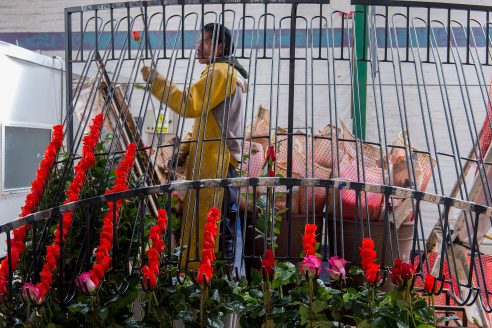 Roses are sorted for export on a rose farm near Quito in Ecuador