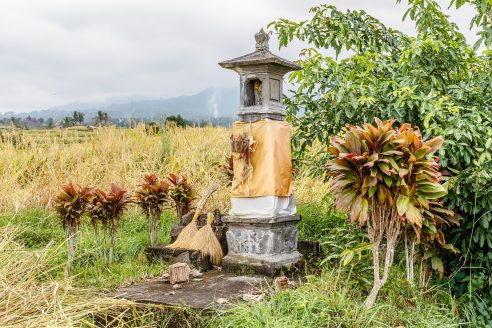 Rice field with altar for offerings to Dewi Sri (Rice Mother), Jatiluwih Rice Terraces, Tabanan, Bali Island, Indonesia