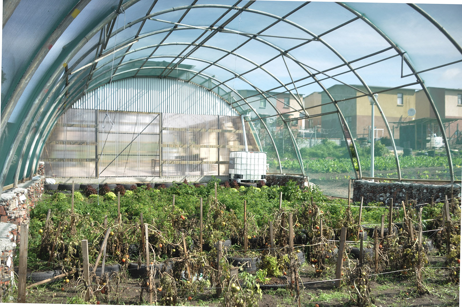 The plant nursery of the Lim'uphile Co-op by Collectif Saga is a transparent semi-cylindrical structure, similar to a plasticulture tent