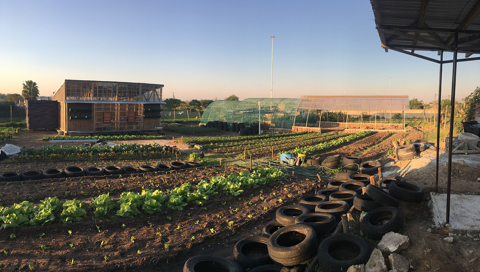 Lim’uphile Co-op stands behind rows of planted vegetables and rubber tires