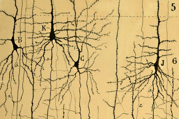 architectural-review-tree-issue-santiago-ramon-y-cajal-index-748x499.jpg