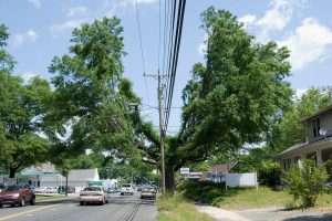 A tree in North Caroline cut to make way for powerlines
