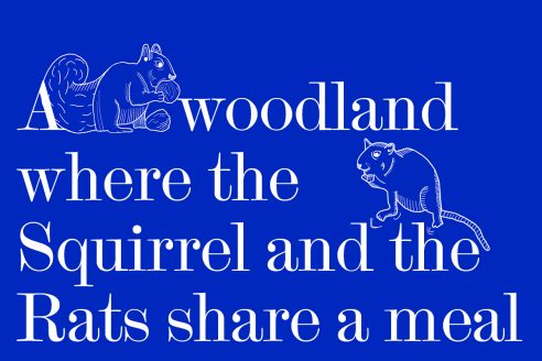 A woodland where the Squirrel and the Rats share a meal