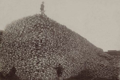 A pile of American bison skulls in Detroit, 1892