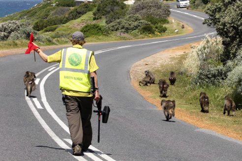architectural-review-cape-town-baboons-time-dee-4-492x328.jpg