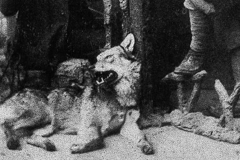 last-wolf-killed-in-piedmont-1921-hunters-index-492x328.jpg