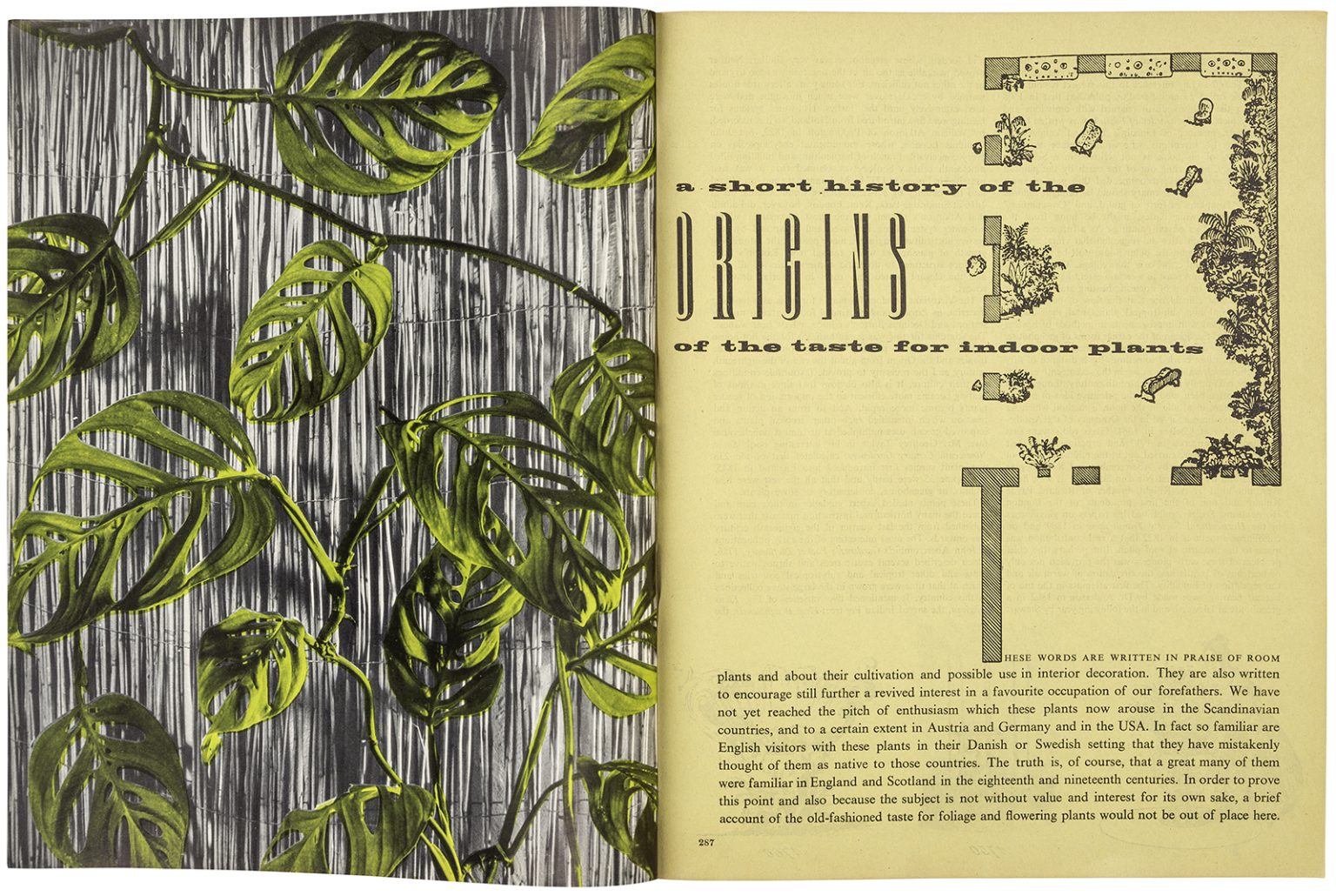 HOUSE PLANTS ARCHIVES visual data 5