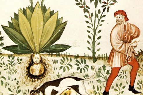 1_Tacuinum_Sanitatis_Mandrake_Dog_FEATURED-492x328.jpg