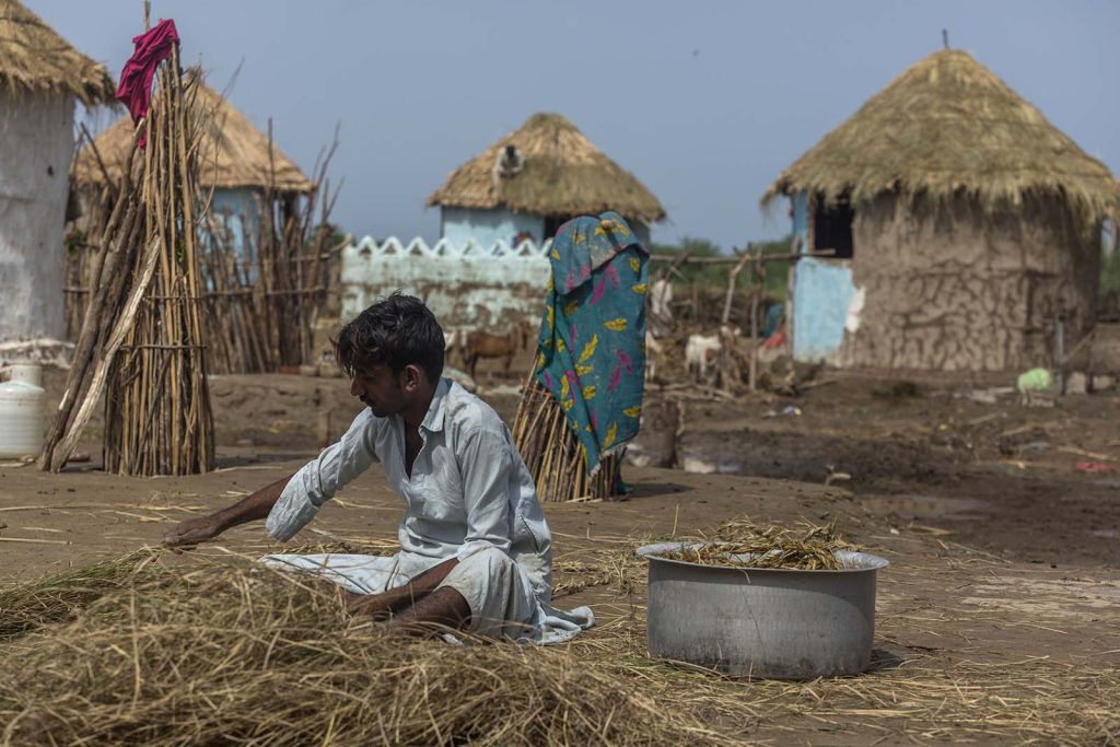 Bamboo rising Lari Octa Green shelters by Yasmeen Lari in Sindh