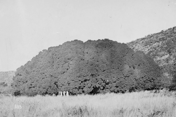This thousand-year-old fig tree near Pretoria was called Wonderboom, meaning ‘wonder tree’ in Afrikaans, by the Voortrekkers in 1836. Today, its trunks and roots are protected by circular walkways