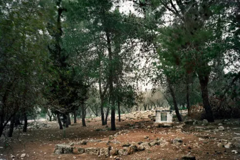 A pine forest surrounded by ruins of brick and mortar structures, a small broken well is in the background