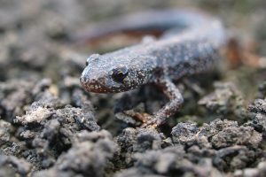 Great crested newt Thomson Habitats M1 Smart Motorway