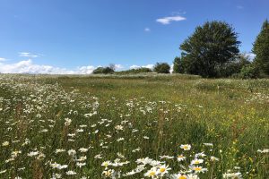 HS2-mitigation-site-300x200.jpg