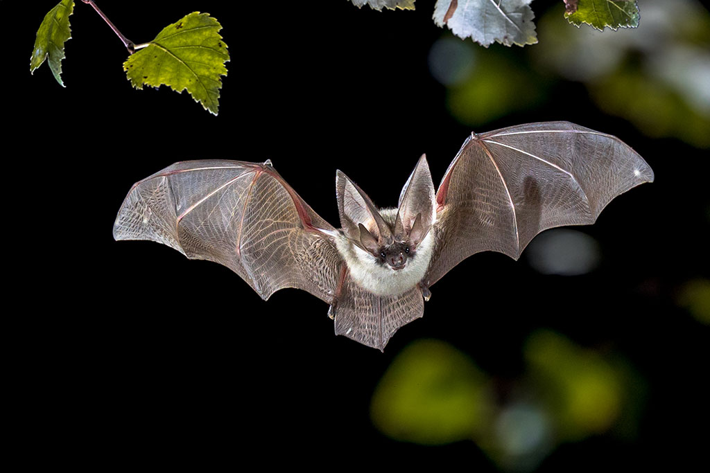 Developer fined for bat welfare breaches - Vimarsana News