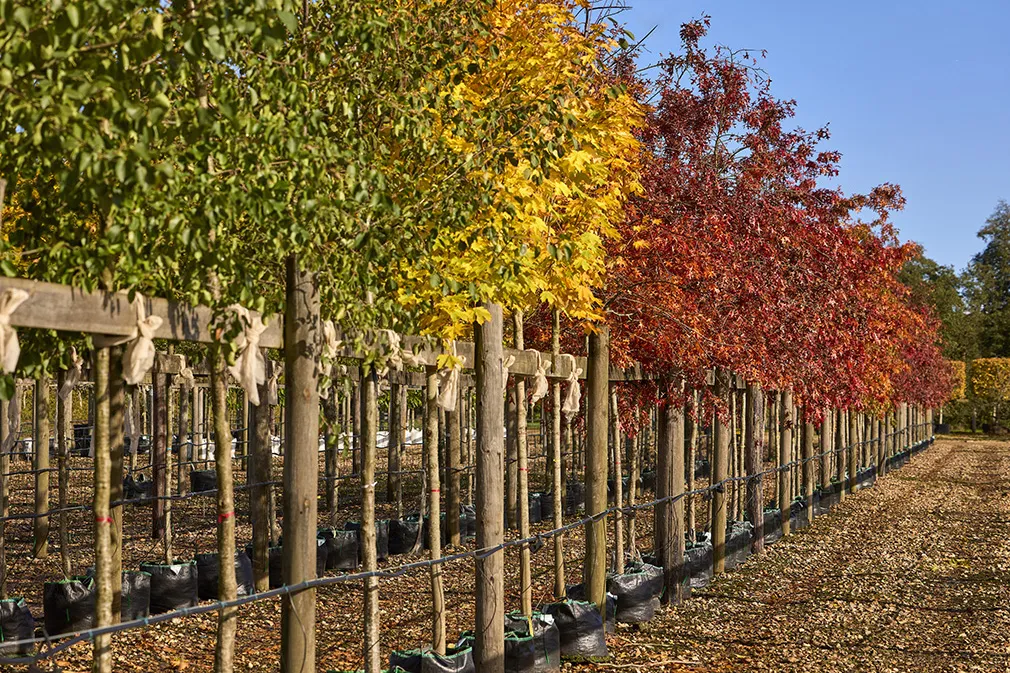 Container 2 Tree Hillier Container Trees: Ready When You Need Them | Construction News