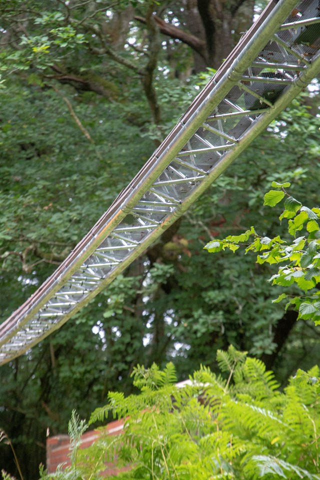 Network Rail to build 'dormouse bridge' in Lancashire to save ...