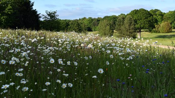 BNG for NSIPs delay: implications for DCO strategy and design teams