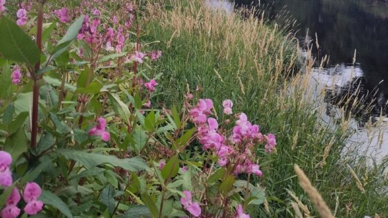 Himalayan balsam and riverbank erosion: resilience insights for fluvial engineers